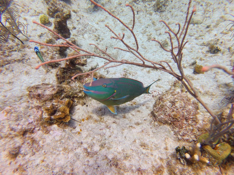 Parrotfish in Grand Cayman