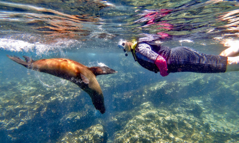 snorkeling with a sea lion in the Galapagos Islands