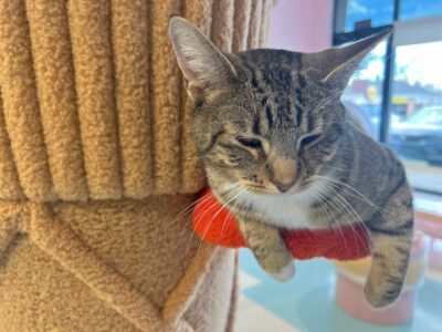 Adoptable cat at Kitty Bubble Cat Cafe in Columbus Ohio