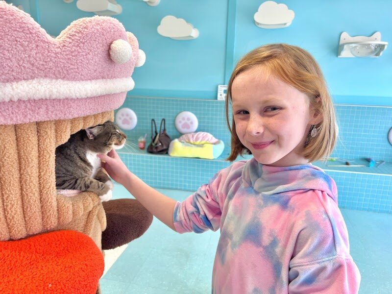 petting a cat at a cat cafe in Columbus Ohio